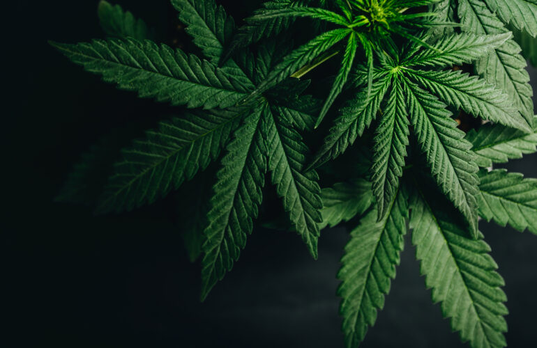 A Lifter's Guide To Marijuana
