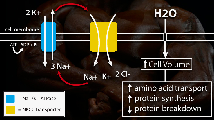 Na+/K+ ATPase