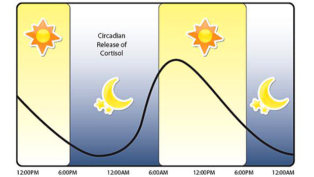 Circadian Release of Cortisol