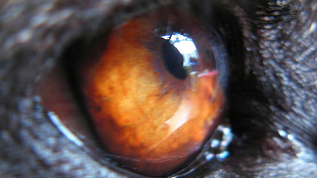 Eye of the Dog