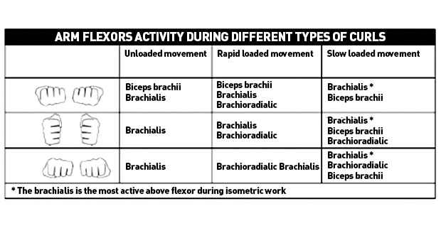 Flexors-Activity
