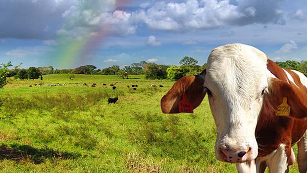Grass-fed Cow and Rainbow