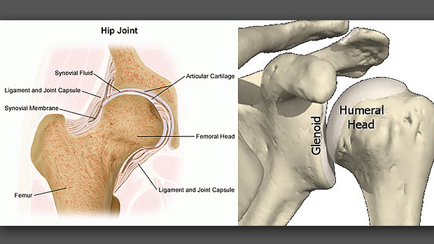 Hip vs Shoulder