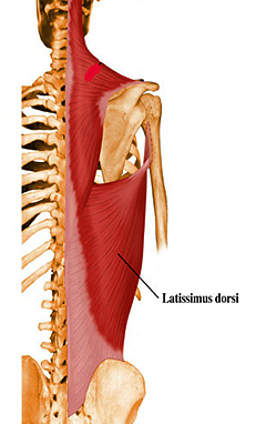 latissimus dorsi