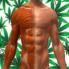 Marijuana and Muscle