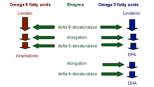 Omega-6 Fats to Omega-3
