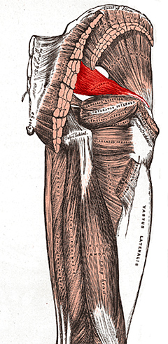 piriformis muscle