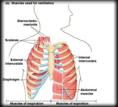 Muscles Used for Ventilation