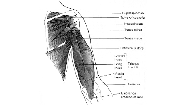 Right Shoulder, Posterior View