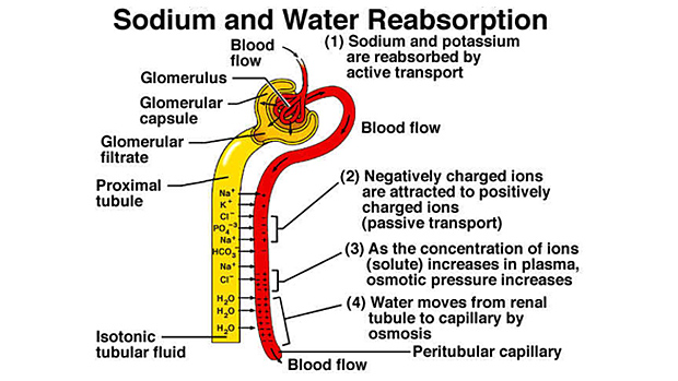 Sodium Reabsorption