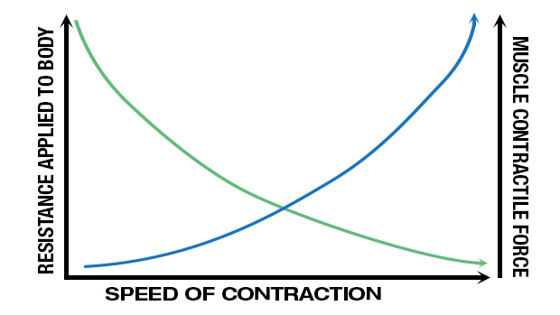 Speed of Contraction