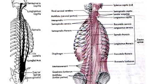 Spinal-Anatomy