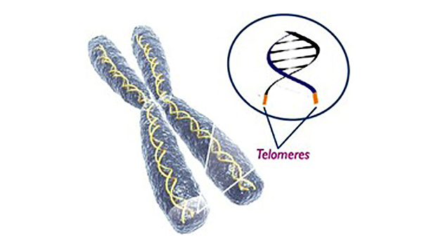 telomere