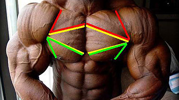 The upper, middle and lower chest