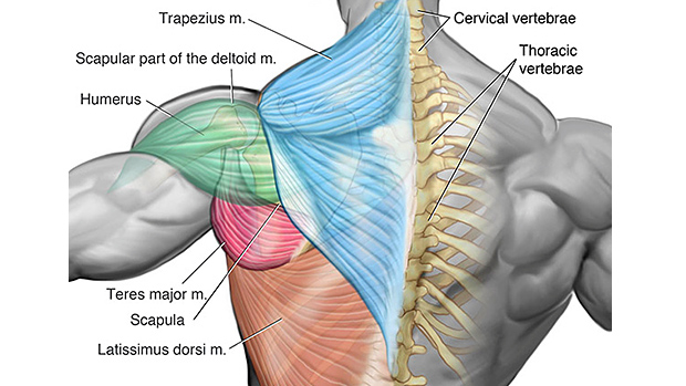 Upper Back Muscles