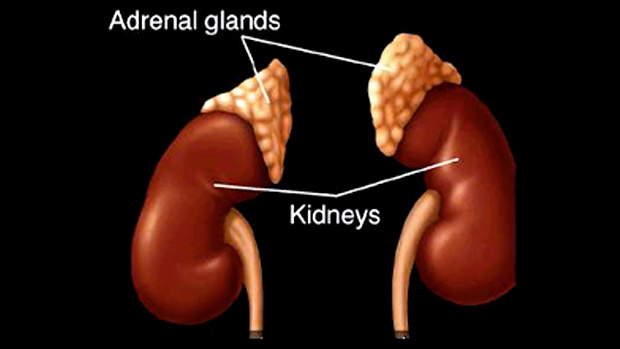 adrenals