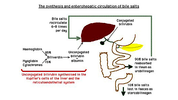 bile-salts-synthesis
