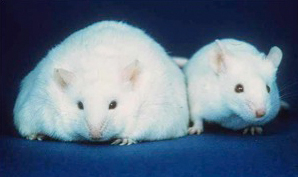 Fat mice