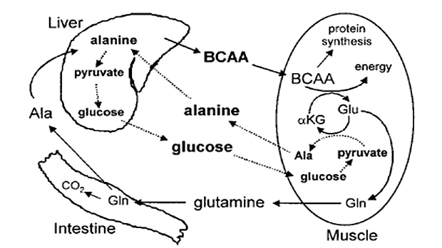 glucose-alanine cycle