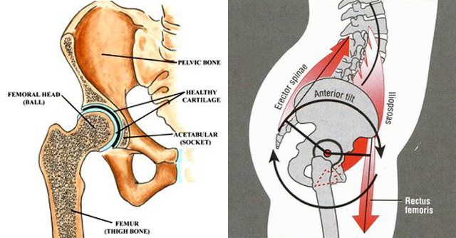 Hip Structure