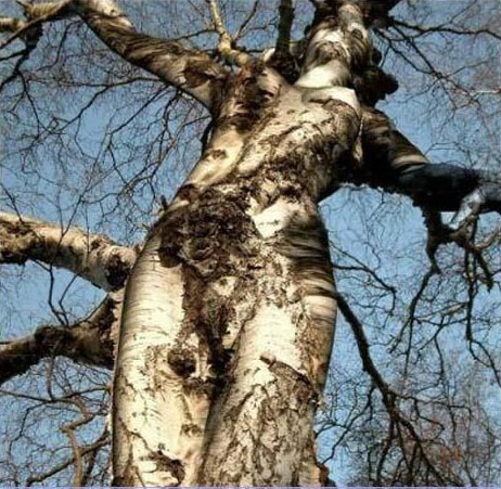 tree lady
