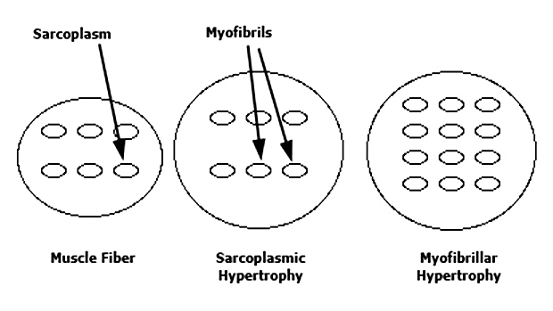 myofibrillar hypertrophy