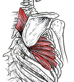 serratus anterior and the rhomboid