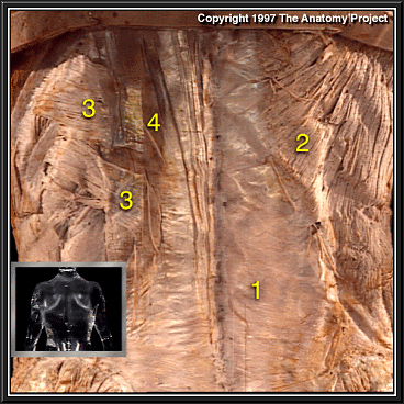 thoracolumbar fascia