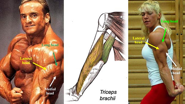 triceps-brachii